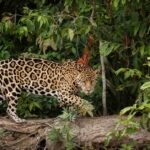 Jaguar Speed