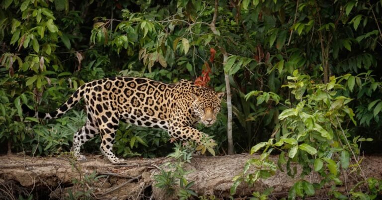 Jaguar Speed