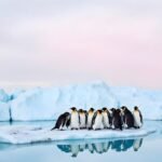 Types of Penguins