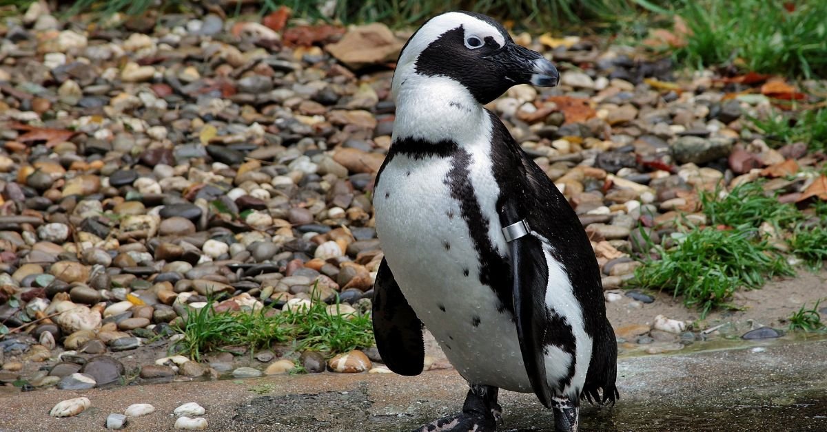 Dindim the Penguin