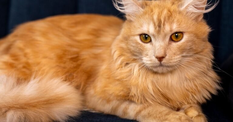 Maine Coon Price