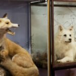 Domesticated Fox for Sale