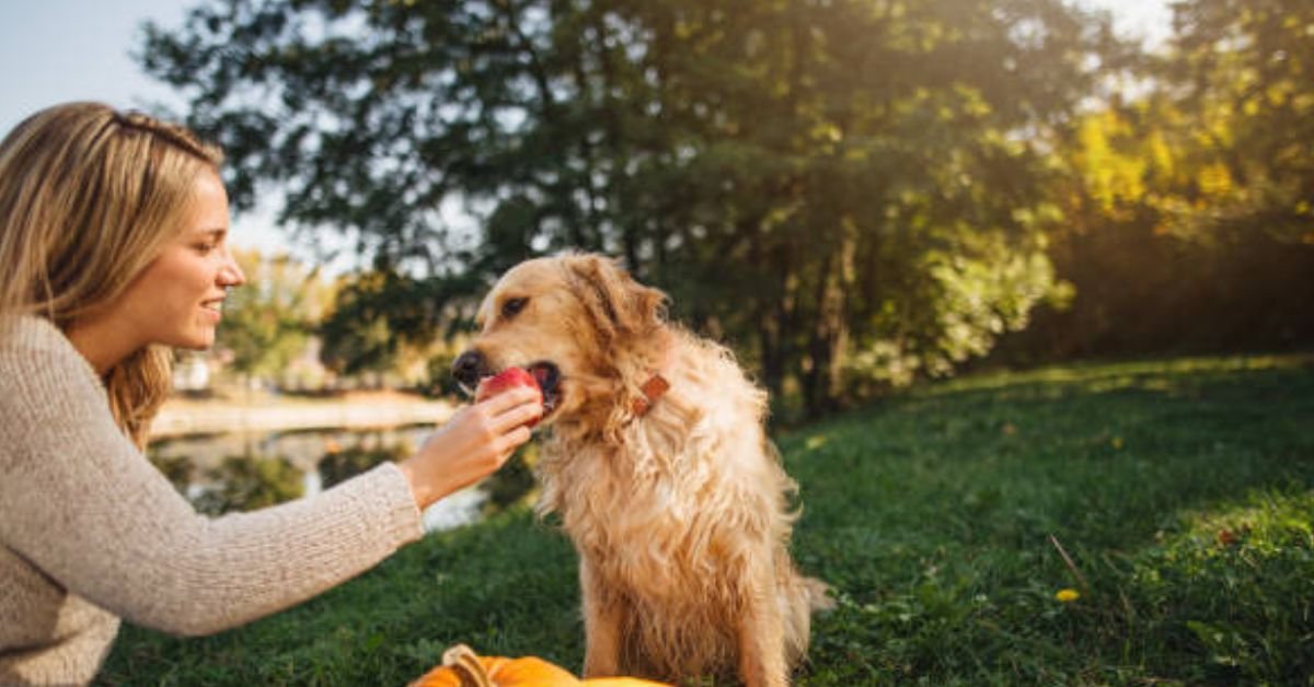 Can Dogs Eat Apples