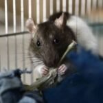 The Ultimate Guide to Pet Rats for Sale