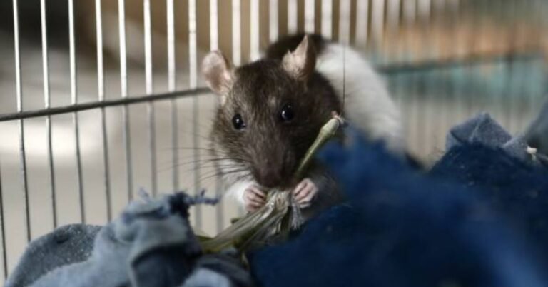 The Ultimate Guide to Pet Rats for Sale